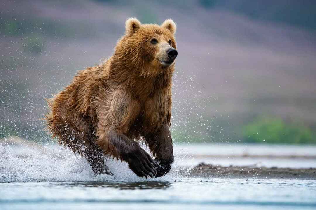 Kennen Sie diese Bären-Tatsache, wie schnell ein Bär laufen kann?