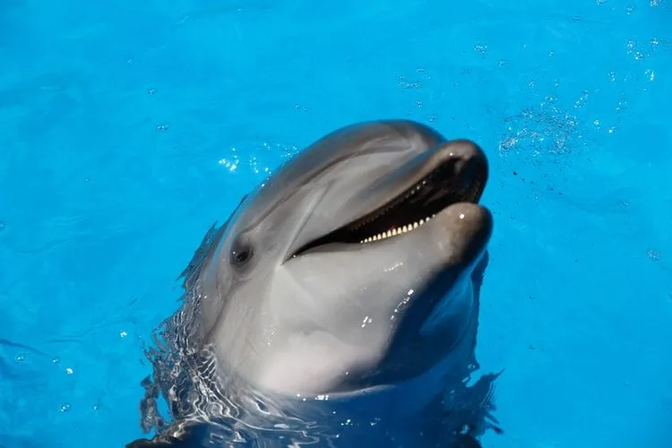 Morsomme Bottlenose Dolphins Fakta for barn