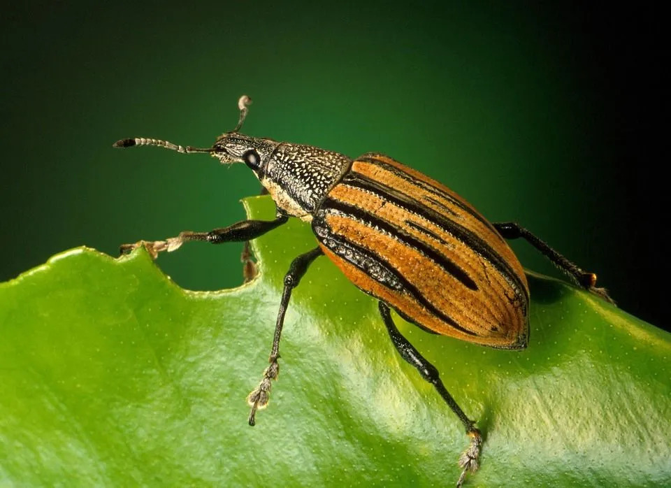 Morsomme Weevil Beetle Fakta for barn
