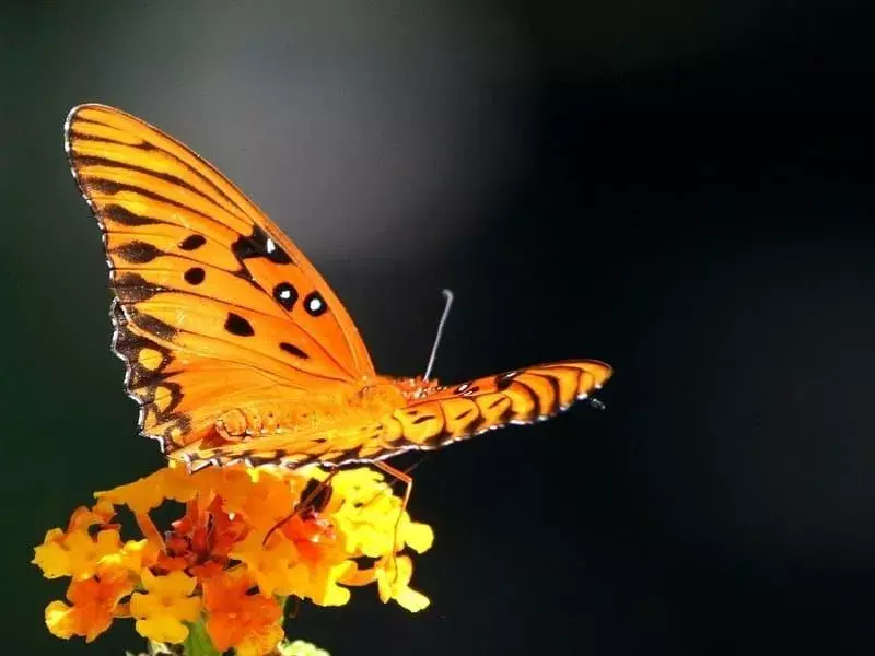 Факти за пеперудата в Персийския залив, които никога няма да забравите