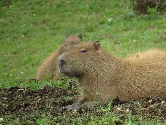 Kapibara bisa berenang sangat cepat di air sungai dan danau.