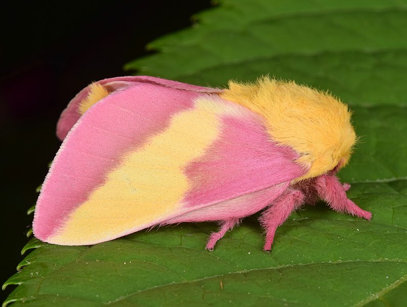 Rosy Maple Moth: 15 faits que vous ne croirez pas !
