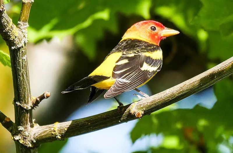 Den vestlige tanageren er en liten fugl og har gule, oransje, røde og svarte fjær.