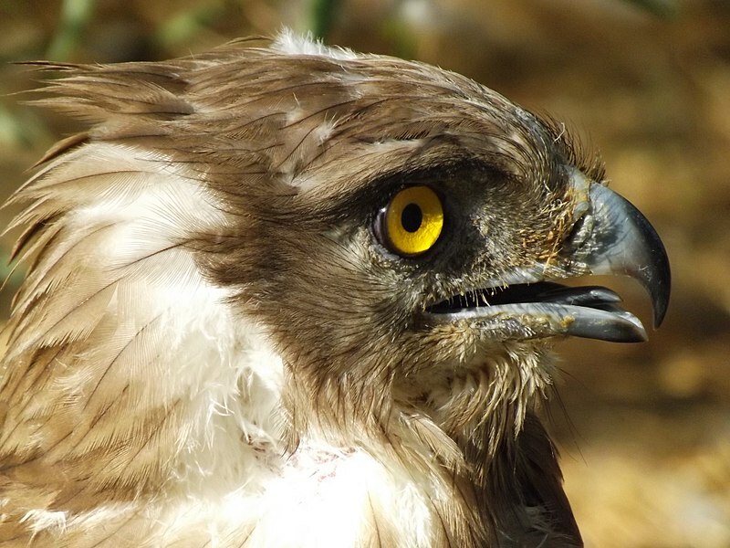 Ці рідкісні факти про короткопалого орла змусять вас полюбити їх.