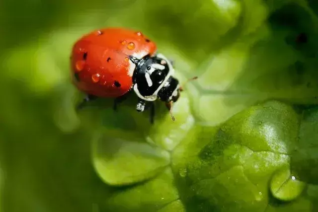 Fasi della coccinella: ecco tutti i dettagli interessanti su Lady Beetle
