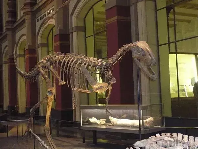 17 Elaphrosaurus faktų, kurių nepatikėsite!