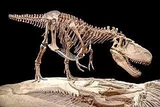 17 dejstev o dinopršici Suskityrannus, ki bodo všeč otrokom