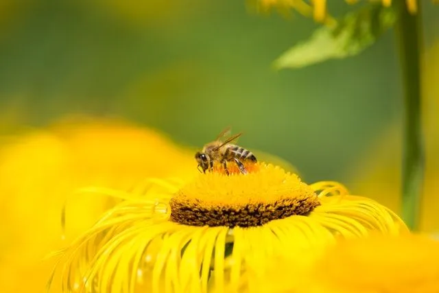 Vi har en svart og gul honningboks full av morsomme bie-sitater.
