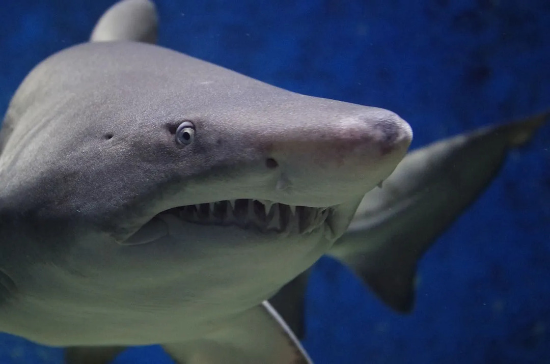 Острите зъби на акулата, подобни на нож, могат да срежат всичко пред нея и са били използвани като оръжие от хиляди години
