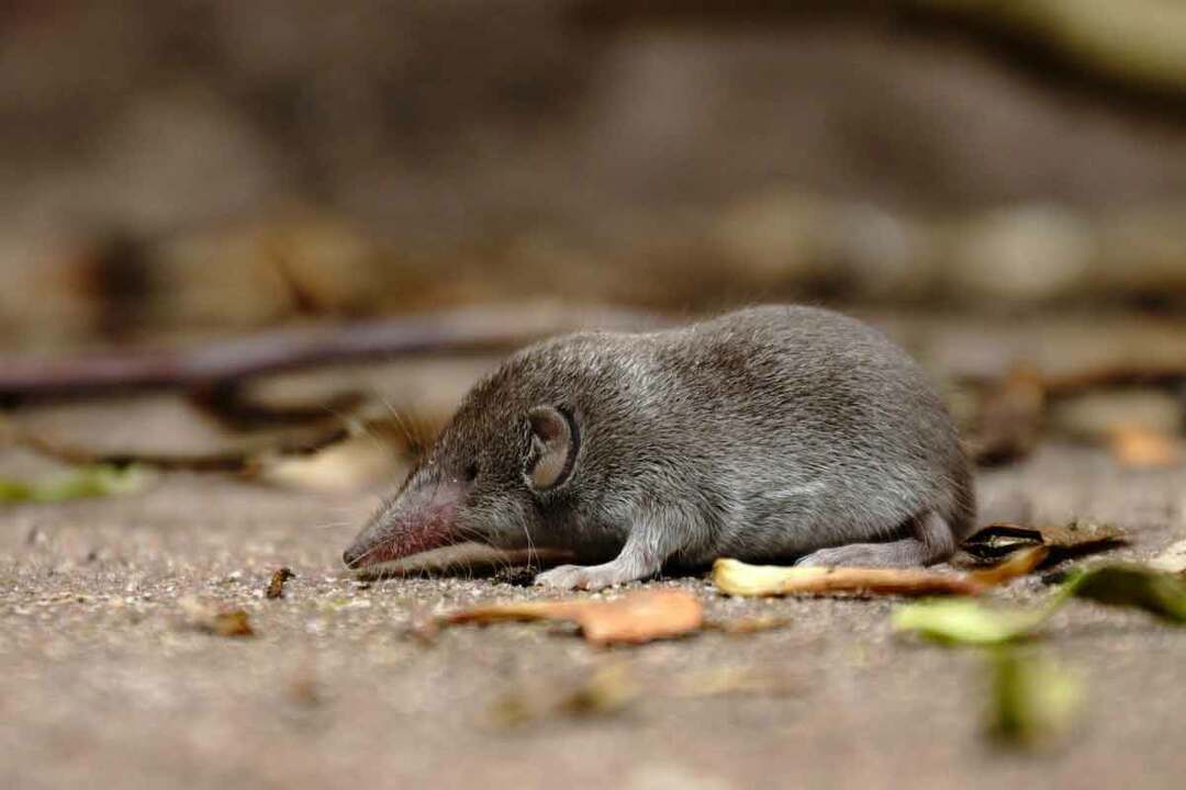 i toporagni sembrano simili ai topi ma con un muso lungo e appuntito.