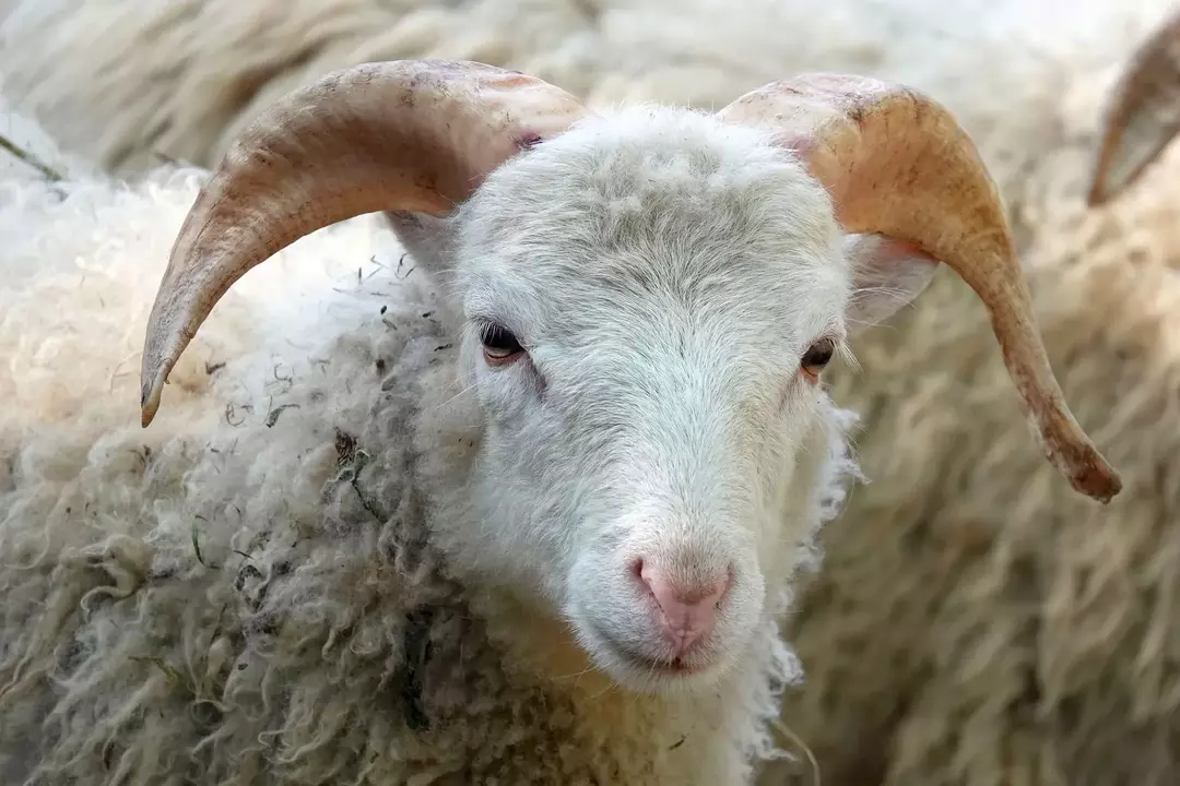 Forskjellen mellom lam og sau: morsomme fakta du bør vite