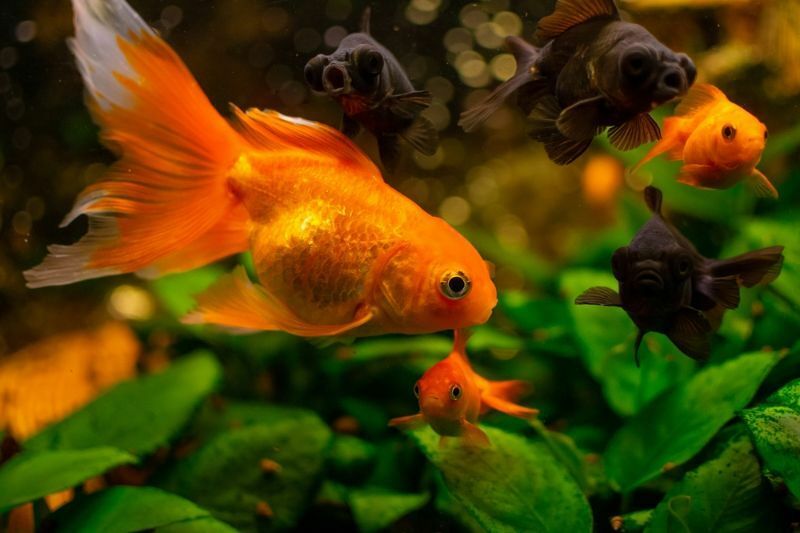 Goudviskleuren Verbazingwekkende feiten over verschillende kleuren goudvissen onthuld