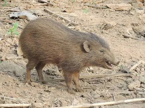Informații distractive despre porcul pigmeu pentru copii