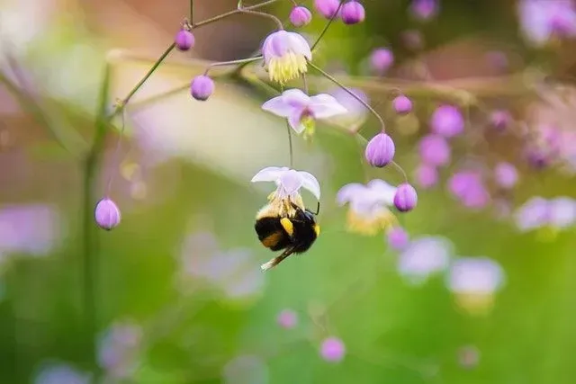 Mais de 55 piadas de abelhas que são divertidas