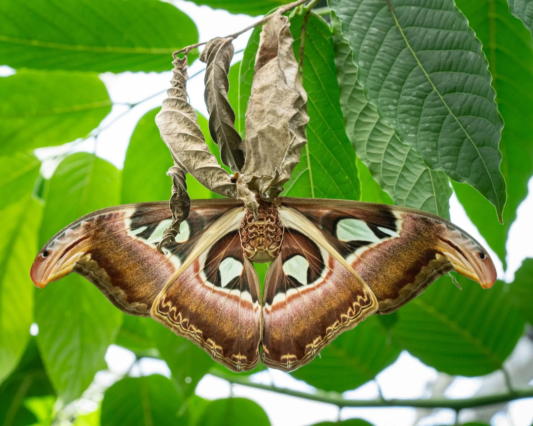As mariposas atlas são famosas por seus padrões de asas!