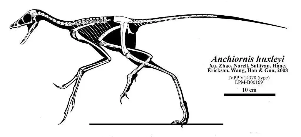 알고 계셨나요? 17 놀라운 Anchiornis 사실