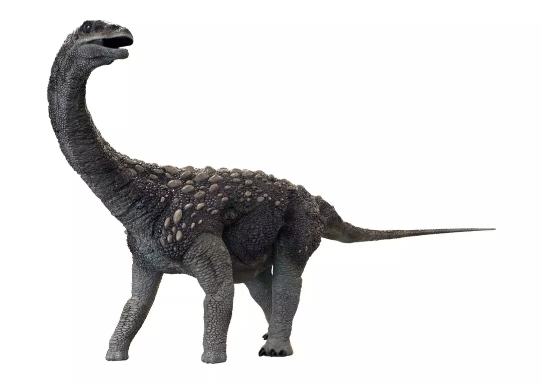 Saltasaurus kafatası küre şeklindeydi ve vücudundaki diğer kemiklere göre çok güçlüydü.