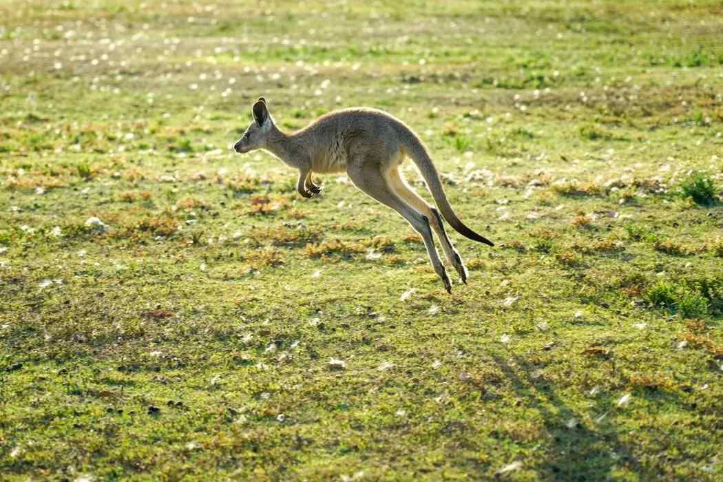 Szórakoztató tények a kengururól gyerekeknek