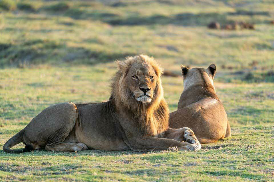 15 fatti ruggenti sul leone che i bambini adoreranno