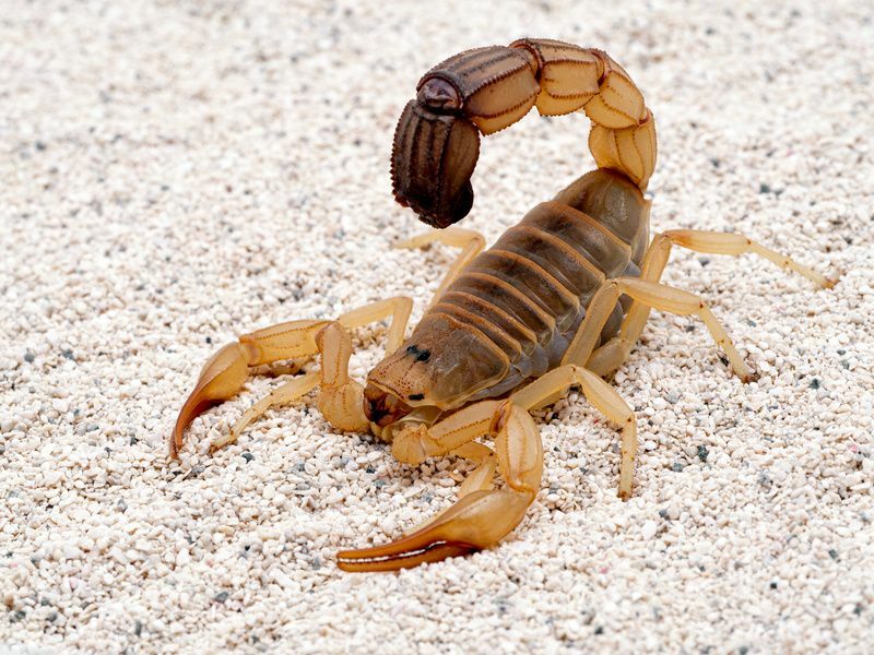 Hur många ben har en skorpion överraskande fakta för barn