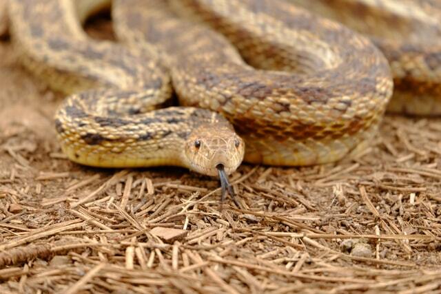 Ljubitelji zmija vole činjenice o Gopher zmijama.