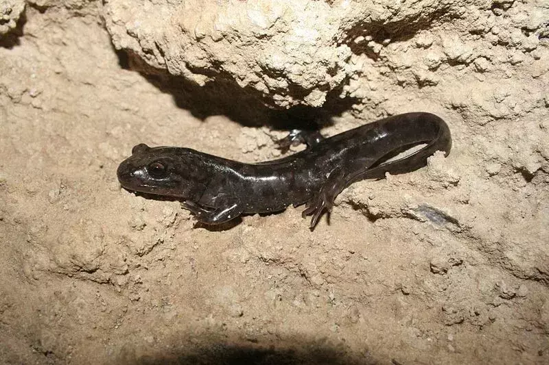 19 faktów dotyczących salamandry olbrzymiej, których nigdy nie zapomnisz