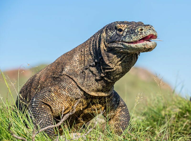 Komodo Dragon Pet-მა გაარკვიეთ, კანონიერია თუ არა მათი შენახვა