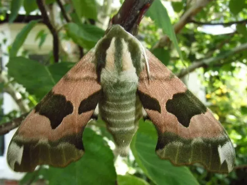 Lime Hawk Moth: 15 факта, на които няма да повярвате!