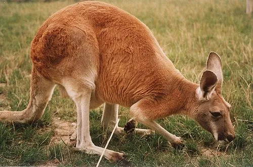 Dejstva o rdečem kenguruju, ki jih ne boste nikoli pozabili