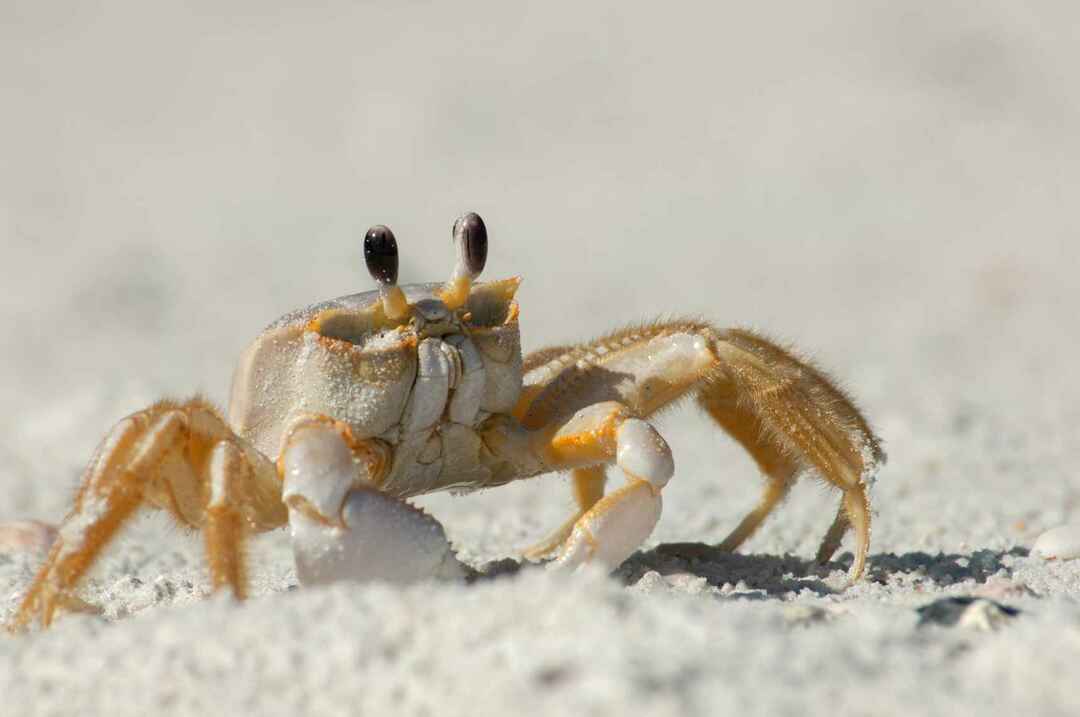 ¿Cuánto tiempo viven los cangrejos? Vidas marinas reveladas para niños