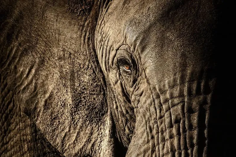 Nærbilde av afrikansk elefant i naturen, dens oransje øye åpent og lite.