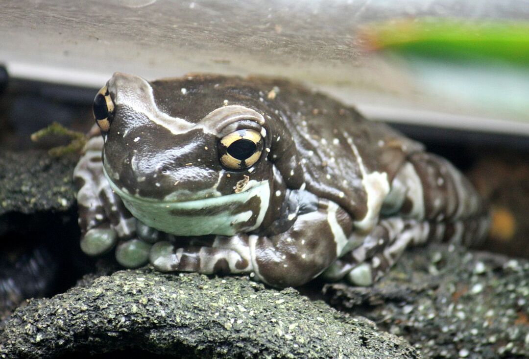 21 факт об амазонской молочной лягушке, который вы никогда не забудете