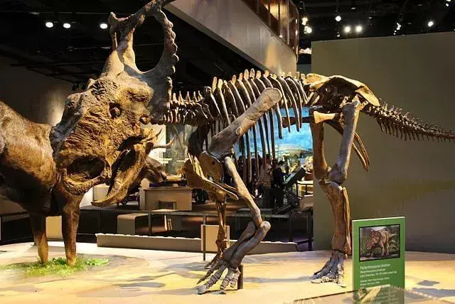 Pachyrhinosaurus: 15 حقيقة لن تصدقها!