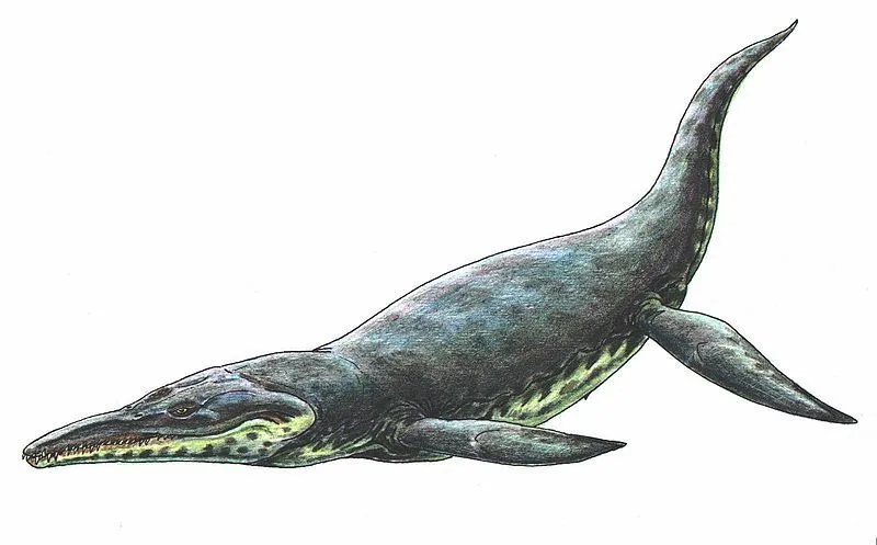 Kronosaurus-skjelettet er bevart i museet i Australia slik at forskere kan studere videre om denne fantastiske fascinerende skapningen.