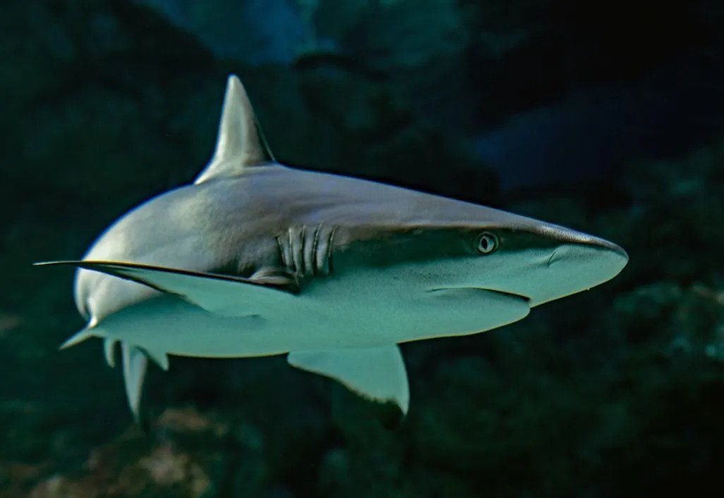 Morsomme Requiem Shark Fakta for barn