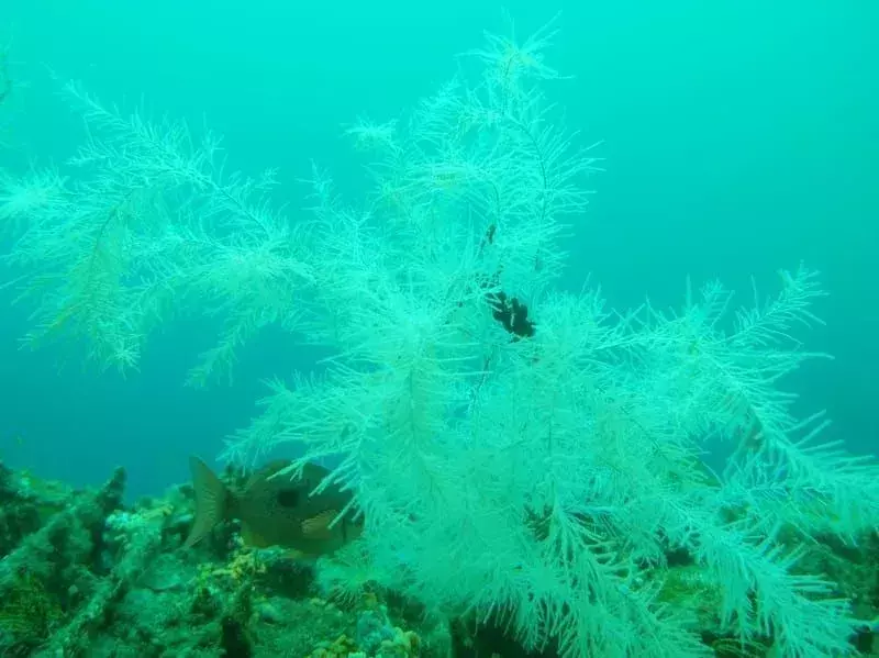 Το ήξερες? 15 απίστευτα γεγονότα για το μαύρο κοράλλι