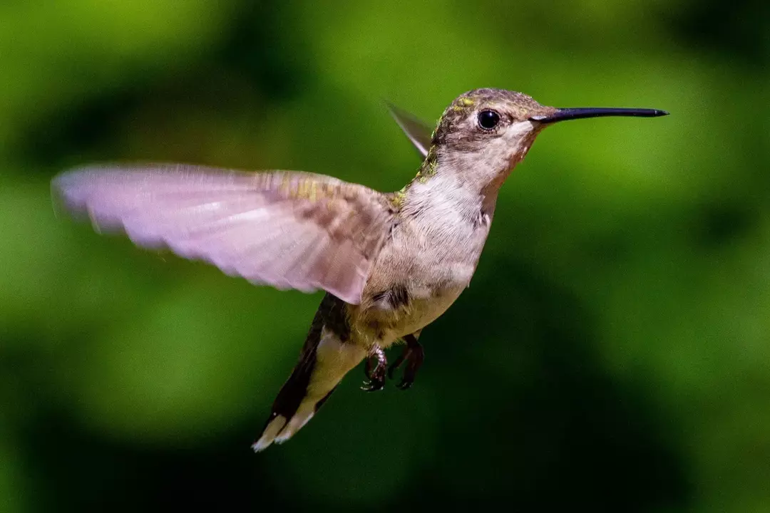 Hvor går kolibrier om vinteren? Fakta om Ruby-Throated Hummingbird