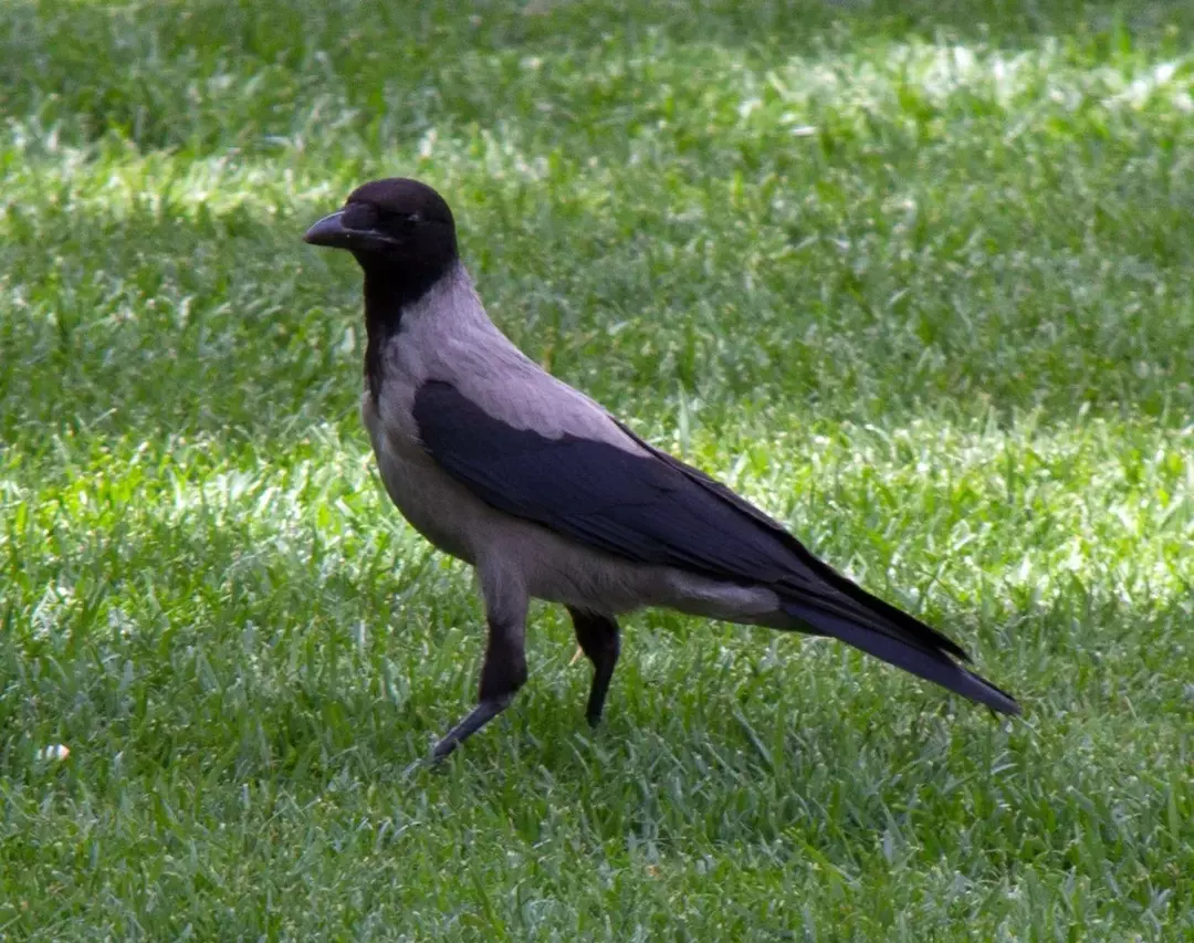 Серая ворона — птица черного или темно-серого цвета с очень хриплым криком.