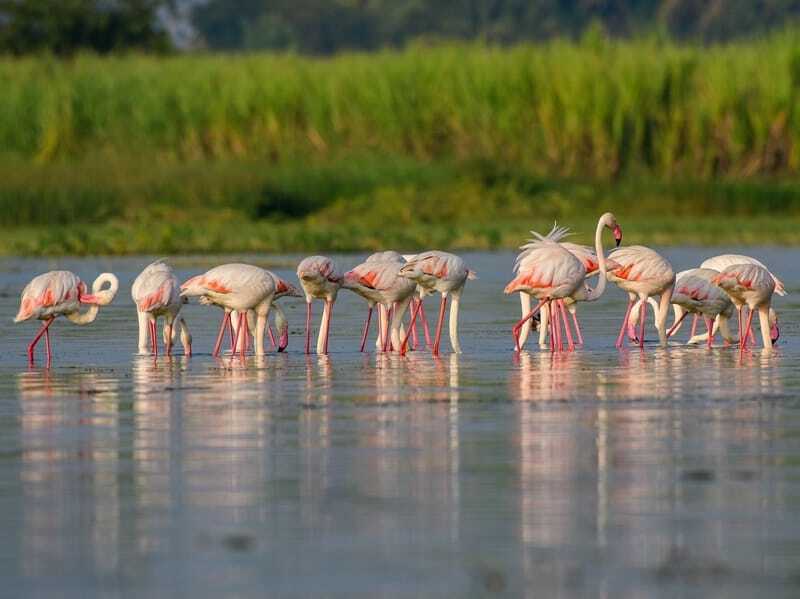 Διασκεδαστικά Greater Flamingo Facts for Children