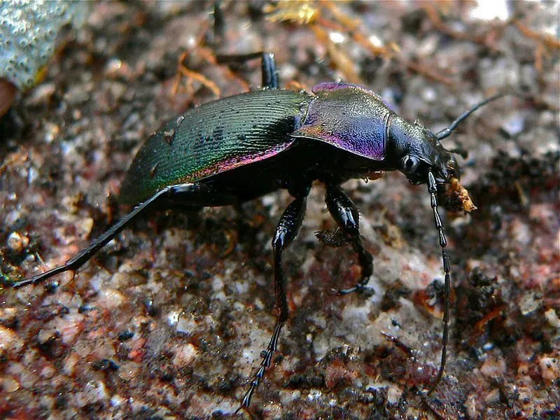 Roliga Violet Ground Beetle Fakta för barn
