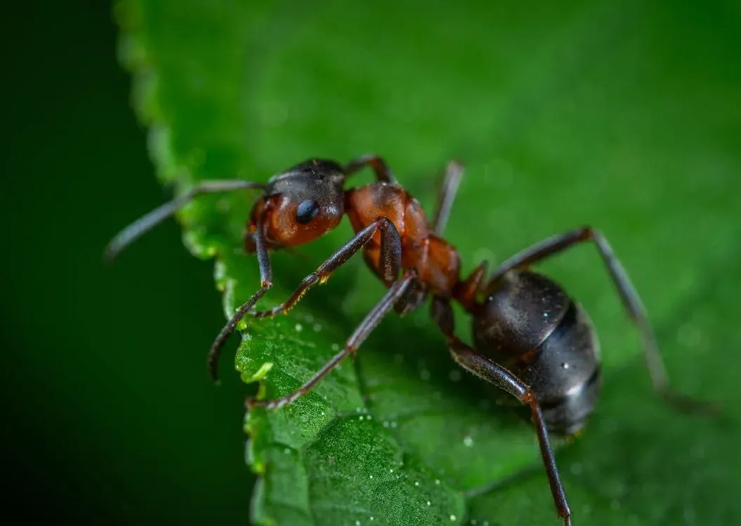 Интересные факты о муравьях-листорезах для детей