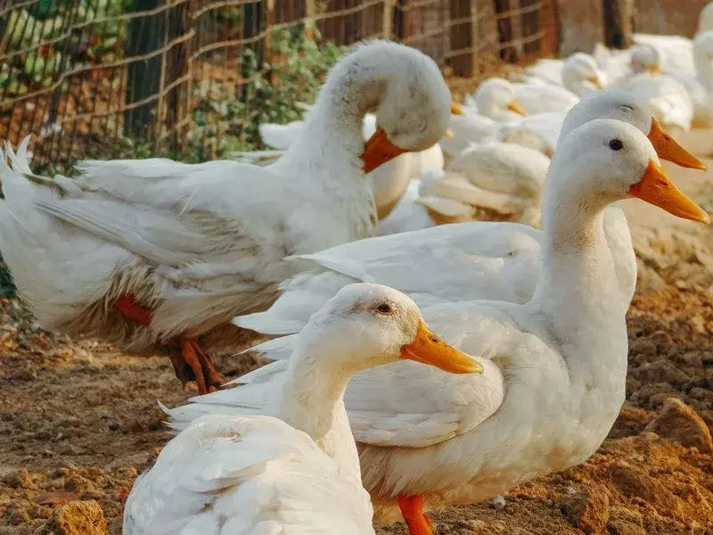 21 чињеница задивљујућих крила о припитомљеним гускама за децу