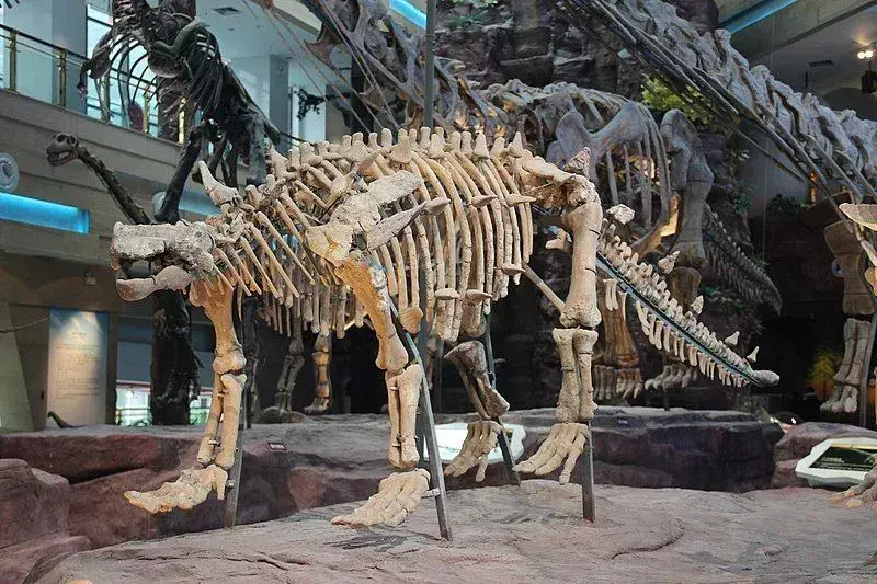 Fakta o novém ankylosauridském dinosaurovi jménem Ziapelta sanjuanensis.