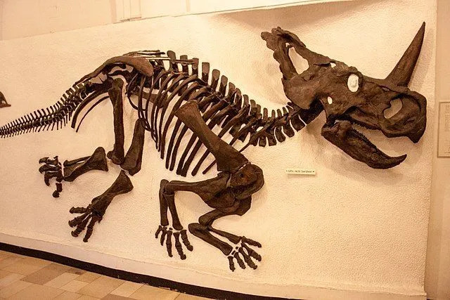 Morsomme Centrosaurus-fakta for barn