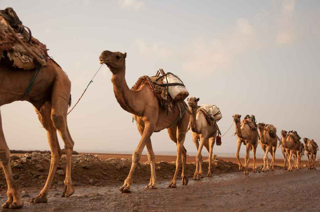 Керван от камили, който върви през пустинята