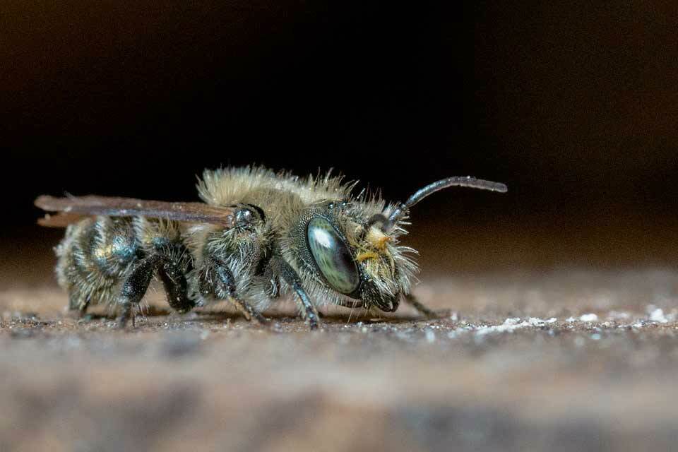 Solitaire bijenfeiten, metselbij een sterbestuiver.