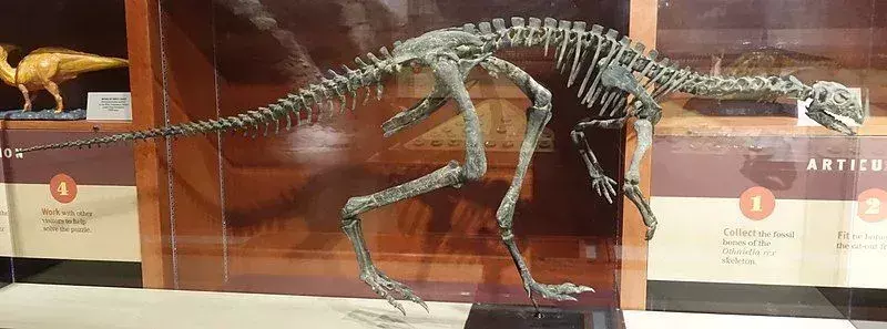 Wist u? 21 ongelooflijke Nanosaurus-feiten voor kinderen