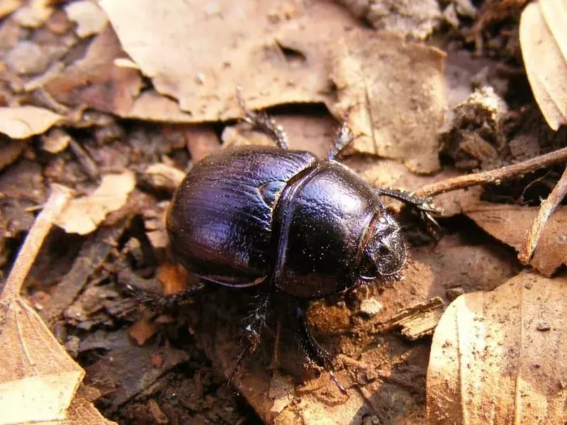 Visste du? 19 utrolige Tumble Bug-fakta