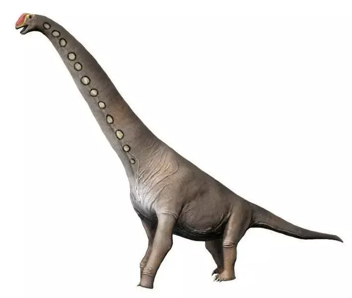 El Abydosaurus es un dinosaurio saurópodo.