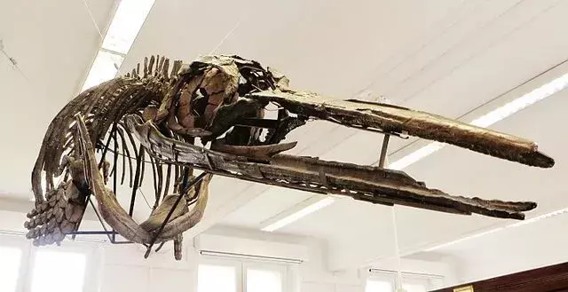 21 아이들이 좋아할 공룡 진드기 Ophthalmosaurus 사실
